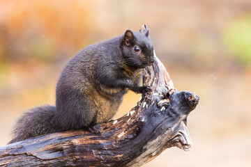 Wall Mural - Black eastern gray squirrel (Sciurus carolinensis) in winter