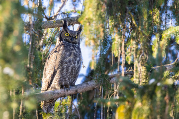 Wall Mural - great horned owl (Bubo virginianus) in winter