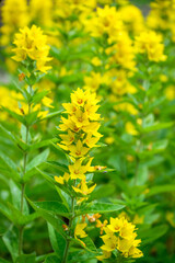 Wall Mural - Closeup of yellow flowers blooming of a Spotted Loosestrife plant in a summer garden, as a nature background
