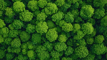 Poster - Aerial view of lush green tree tops showcasing the beauty of nature.