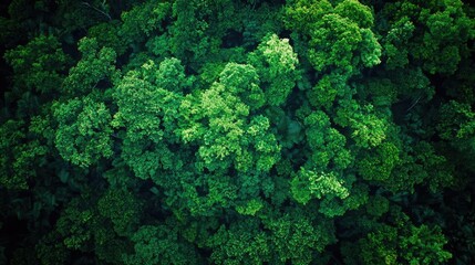 Poster - Aerial view of lush green forest canopy, showcasing the beauty of natural vegetation.