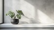 © Chaikit - Minimalist monstera plant in modern dark gray textured planter, clean white wall background, white shelf display, interior design photography, soft natural lighting, contemporary home decor, crisp