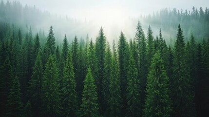 Aufkleber - Misty forest landscape with tall green trees and a serene atmosphere.