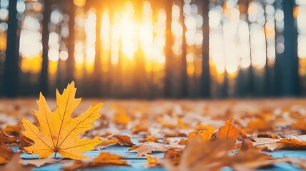 Poster - Scenic view of golden autumn leaves illuminated by the warm sunlight in the forest.