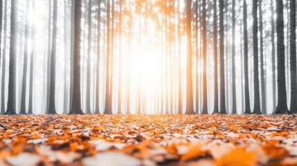 Poster - A beautiful autumn forest with sunlight filtering through the trees and orange leaves on the ground.