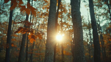 Poster - Sunlight filters through autumn trees, casting a warm glow in a tranquil forest setting.