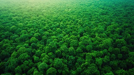 Poster - Aerial view of a lush green forest, showcasing the beauty of nature and biodiversity.