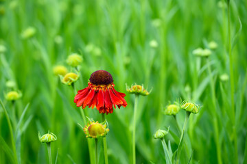 Wall Mural - Closeup of orange red flowers on a Sneezeweed plant in a summer garden, as a nature background
