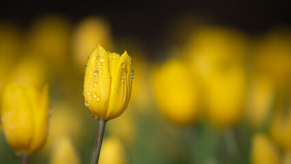 Wall Mural - a bulbous spring-flowering plant of the lily family
