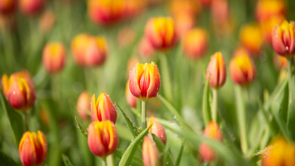 Wall Mural - a bulbous spring-flowering plant of the lily family