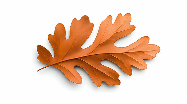 Midjourney Bot APP Today at 437 AM fall oak leaf, on white background, flat to camera make a abstract sculpture after