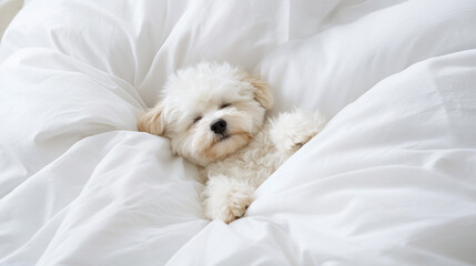 Sweet Dreams, Puppy Love: A fluffy white Bichon Frise nestled in soft white bedding, eyes closed in peaceful slumber.  A heartwarming image of canine comfort and relaxation. 