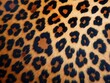 © Golam - Leopard print pattern, vector illustration