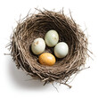 © Urooj safder - nest with eggs