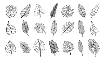 Wall Mural - palm tropical exotic leaves outline sketch. tropical palm leave doodle, isolated linear doodle style