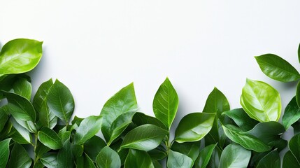 Poster - A white background with light green leaves at the bottom edge, creating an elegant and refreshing design