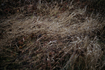 Wall Mural - grass in the wind