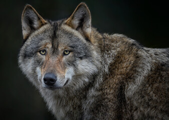  A close up of a watching Grey Wolf