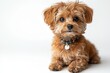 © WhimsyCreative - Adorable Fluffy Brown Dog with Blue Collar on White Background
