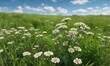 © Hugnaka - Achillea millefolium flowers swaying in a field of green grass under a bright blue sky , meadow flowers, yellow flowers, botanical garden