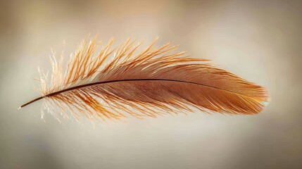 Brown feather softly gliding against a blurred background in gentle lighting during a quiet afternoon