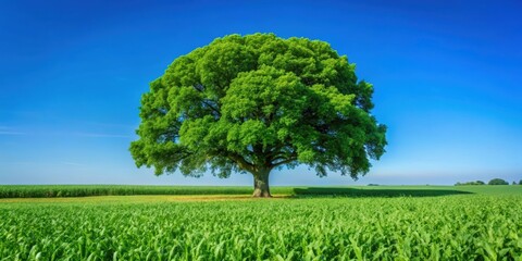 Wall Mural - a vibrant green oak tree standing tall in a field of green corn under a clear blue sky , nature, agr