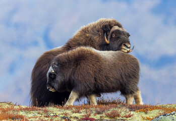 Musk oxen on Dovrefjell Norway