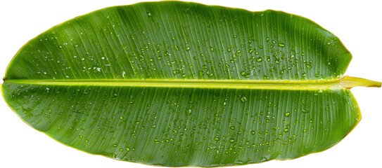 Wall Mural - Close-up of a vibrant green leaf with droplets.