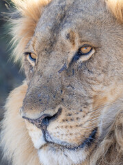 Wall Mural - African Lion in Zimbabwe Hwange National Park