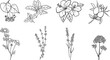 © chekiwart - Hand drawn tea herbs collection. Set of herbal tea design elements. Outline drawings of mint, chamomile, rosehip, hibiscus, lavender, thyme, linden and valerian