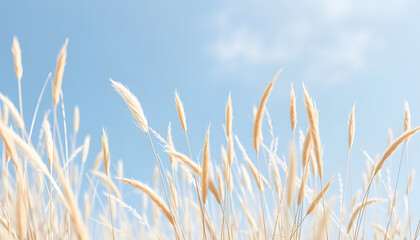 Naklejka na meble Beige wild grass and blue sky as Natural textured banner, contour light, organic design blur background, soft pastel color. Aesthetic nature scenery, minimal autumn seasonal ornament patterns, water