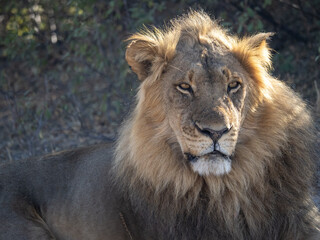 Wall Mural - African Lion in Zimbabwe Hwange National Park