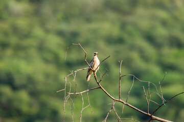 Wall Mural - White eyed buzzard or Butastur teesa bird of prey perched in natural scenic green background in winter season migration at jim corbett national park forest tiger reserve uttarakhand india asia