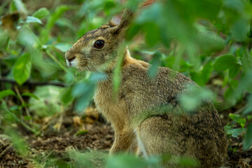 Wall Mural - wild indian hare or black naped hare or Lepus nigricollis camouflage in green grass in his natural habitat in winter season safari at ranthambore national park forest tiger reserve rajasthan india
