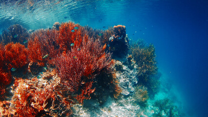 Wall Mural - Sunlight shining through water surface of coral reef. Raja Ampat, Indonesia