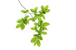 © Westend61 - Branch of European Hornbeam with fresh foliage in spring on a white background.