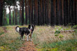 © Westend61 - Australian Shepherd standing on a path in the forest