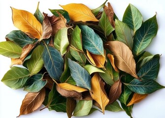 Vibrant Green and Brown Leaves Assorted High Detail Natural Light Texture Botanical Illustration