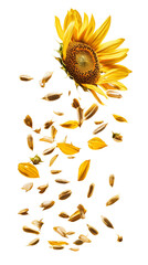 Poster - Falling Sunflower Seed isolated on transparent background