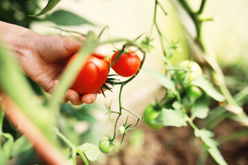 Wall Mural - Fresh farm cherry tomatoes on the branches are harvested by the farmer.