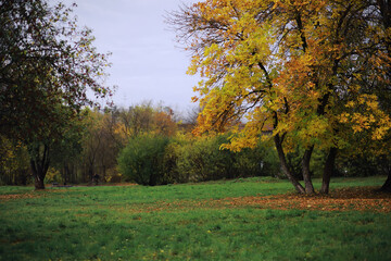 beautiful autumn park. russian north. autumn trees and leaves. autumn landscape.park in autumn. fore