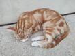 © Luca - Gattino che dorme