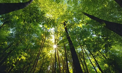 Wall Mural - sunlight filtering through a lush forest canopy.