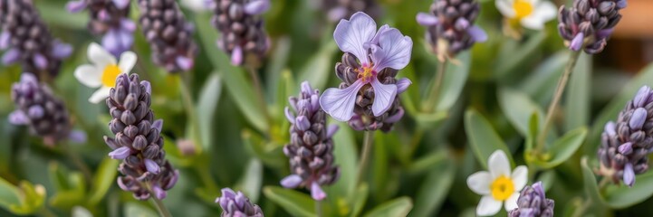 Wall Mural - Close-up shot of delicate purple flower petals and leaves with a soft focus background, plant, foliage