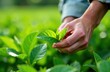 © Irina - tea picker on a tea plantation, plucking tea leaves