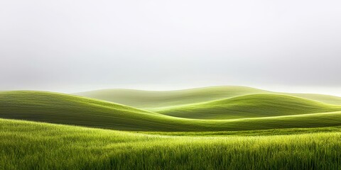 Poster - Large field of grass with a few trees in the background