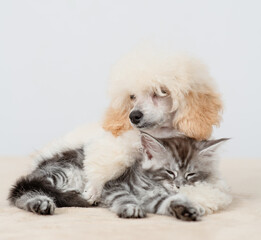 Fototapete - Friendly Poodle puppy lying with tiny maine coon cat on a bed at home