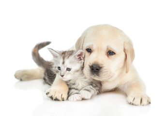Aufkleber - Golden retriever puppy hugs a tiny  maine coon kitten and looks at camera. isolated on white background