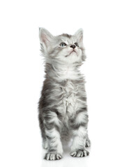 Fototapete - Cute maine coon kitten sitting in front view and looking away and up. isolated on white background