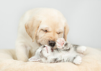 Fototapete - Friendly Golden retriever puppy playing with tiny maine coon cat on a bed at home